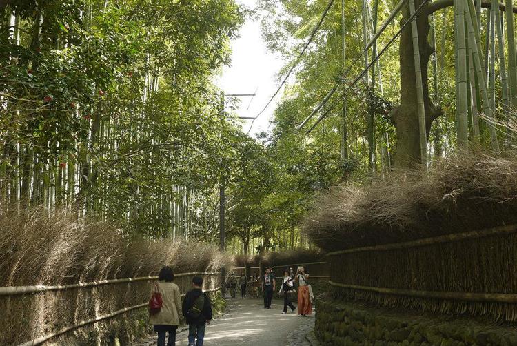 Bamboo forest in Arashiyama, Kyoto